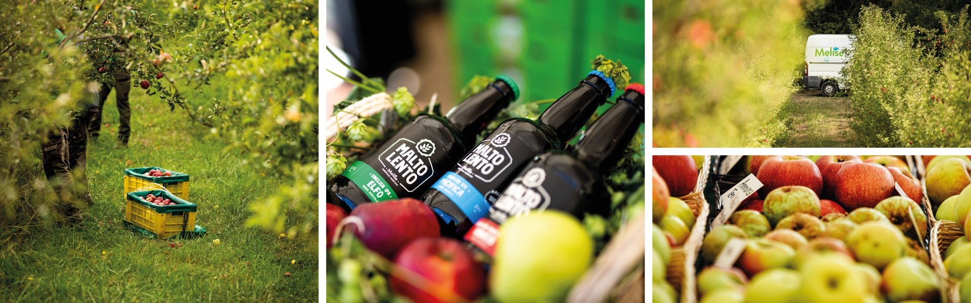 Melise – Sustainable agriculture